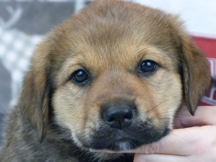 chinook puppy